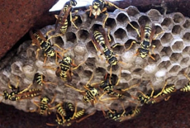 Paper Wasps