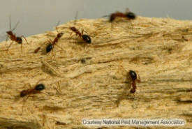 Carpenter Ants